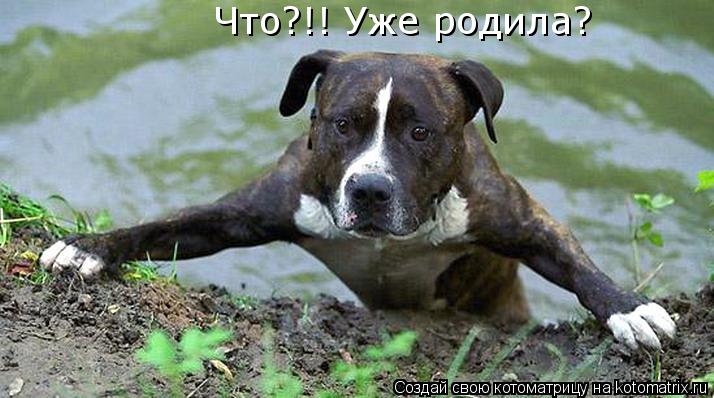 Что?!! Уже родила?... Котоматрица: Что?!! Уже родила?