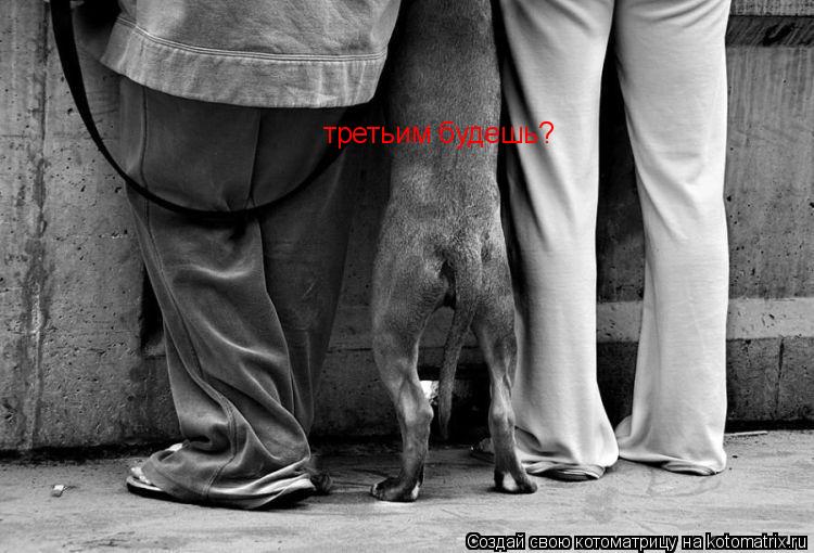 третьим будешь?... Котоматрица: третьим будешь?