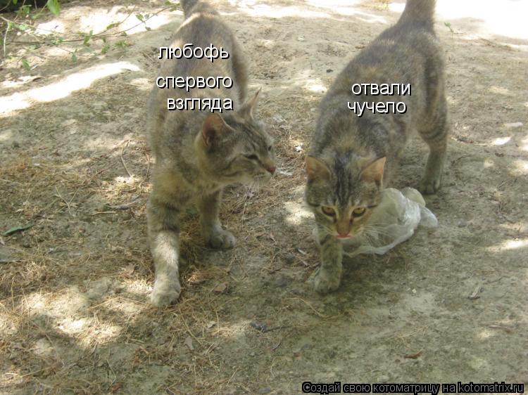 любофь спервого взгляда отвали чучело... Котоматрица: любофь спервого взгляда отвали чучело