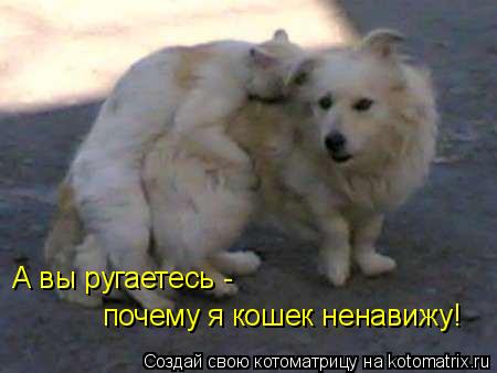 А вы ругаетесь - почему я кошек ненавижу!... Котоматрица: А вы ругаетесь - почему я кошек ненавижу!