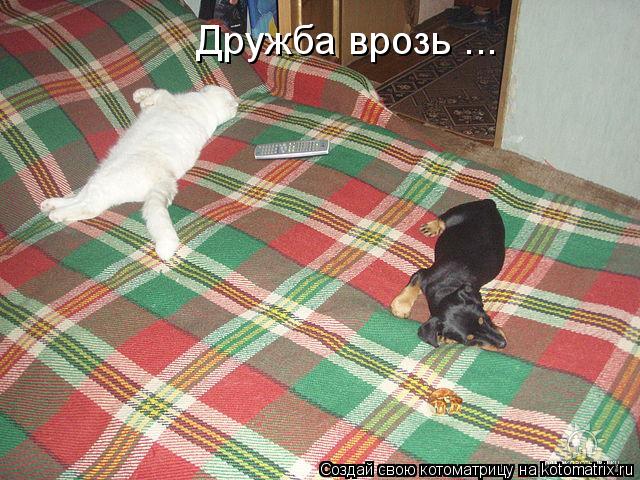 Дружба врозь ...... Котоматрица: Дружба врозь ...