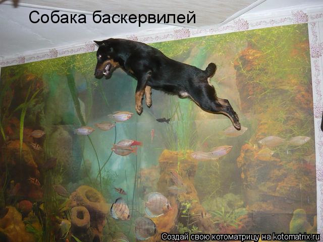 Собака баскервилей... Котоматрица: Собака баскервилей