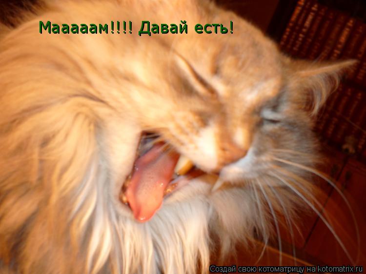 Котоматрица: Мааааам!!!! Давай есть!