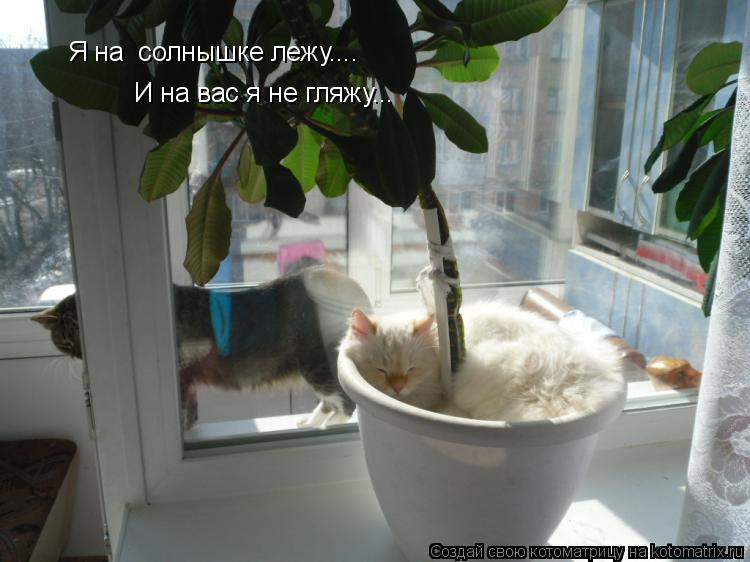 Котоматрица: Я на  солнышке лежу....  И на вас я не гляжу...
