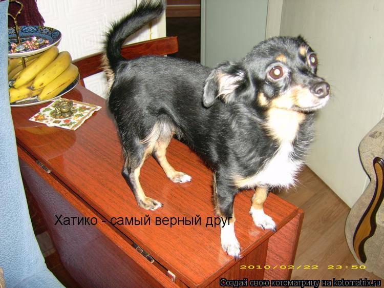 Котоматрица: Хатико - самый верный друг