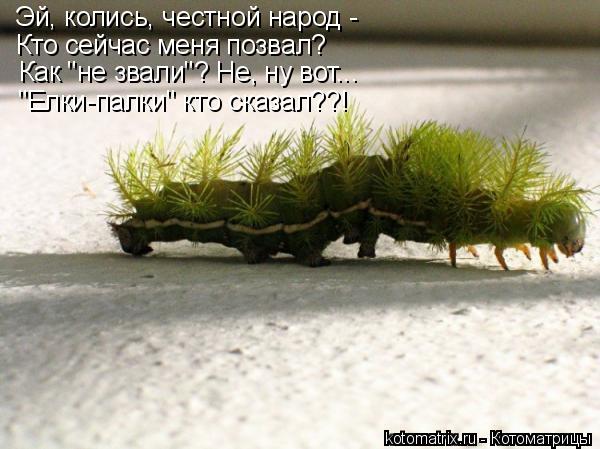 Котоматрица: Эй, колись, честной народ - Кто сейчас меня позвал? Как "не звали"? Не, ну вот... "Елки-палки" кто сказал??!