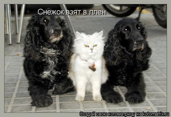 Котоматрица: Снежок взят в плен