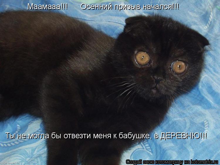 Котоматрица: Маамааа!!!      Осенний призыв начался!!! Ты не могла бы отвезти меня к бабушке, в ДЕРЕВНЮ!!!