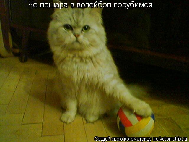 Котоматрица: Чё лошара в волейбол порубимся