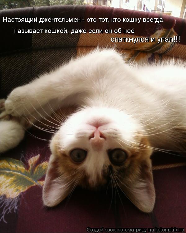 Котоматрица: Настоящий джентельмен - это тот, кто кошку всегда  называет кошкой, даже если он об неё спаткнулся и упал!!!