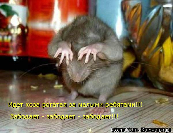 Котоматрица: Забодает - забодает - забодает!!! Идет коза рогатая за малыми ребятами!!!