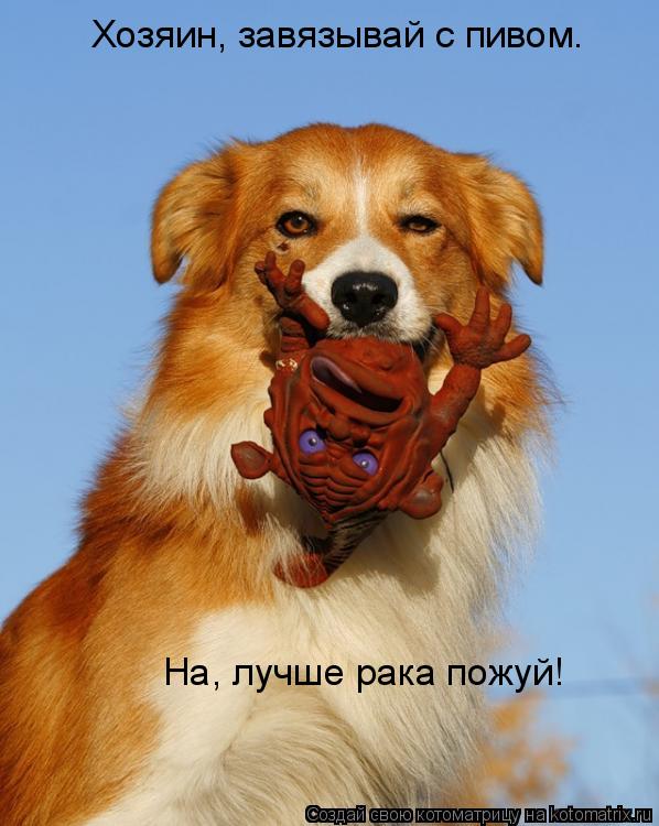 Котоматрица: Хозяин, завязывай с пивом. На, лучше рака пожуй!