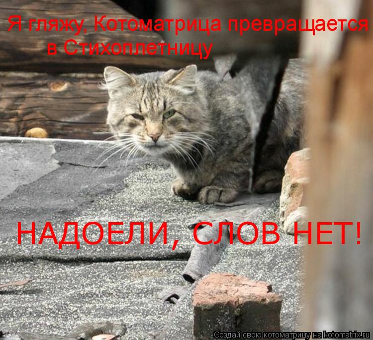 Котоматрица: Я гляжу, Котоматрица превращается в Стихоплетницу НАДОЕЛИ, СЛОВ НЕТ!