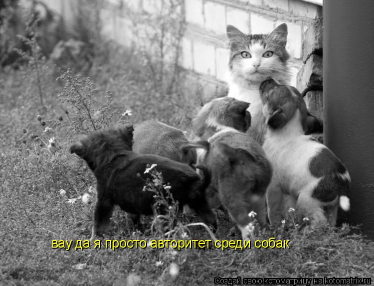 Котоматрица: вау да я просто авторитет среди собак