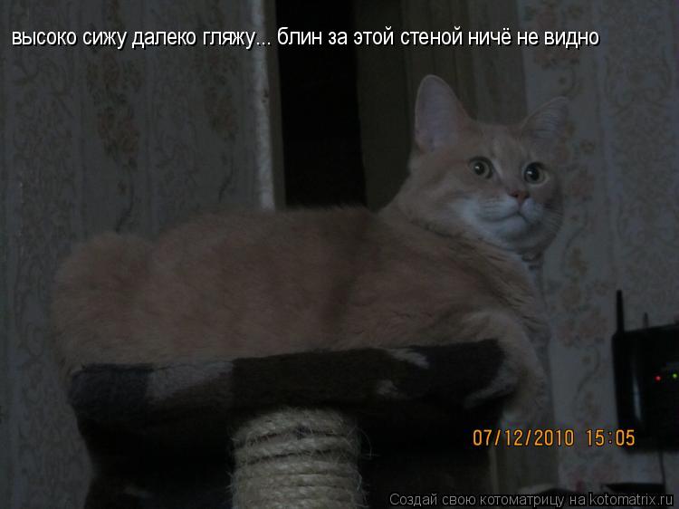 Котоматрица: высоко сижу далеко гляжу... блин за этой стеной ничё не видно