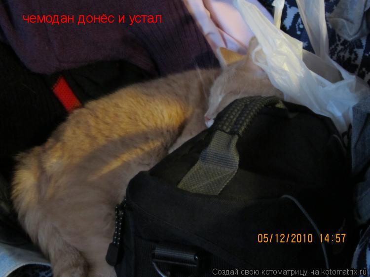 Котоматрица: чемодан донёс и устал