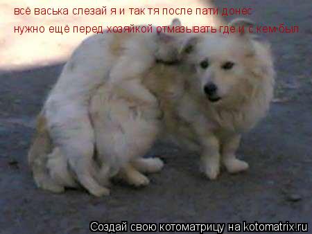 Котоматрица: всё васька слезай я и так тя после пати донёс нужно ещё перед хозяйкой отмазывать где и с кем был.