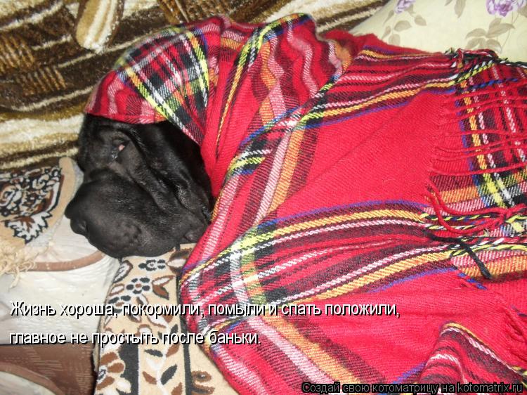 Котоматрица: Жизнь хороша, покормили, помыли и спать положили, главное не простыть после бани Жизнь хороша, покормили, помыли и спать положили,   главное 
