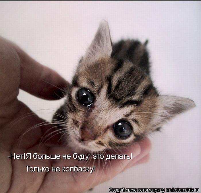 Котоматрица: -Нет!Я больше не буду  это делать! Только не колбаску!