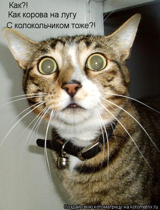 Котоматрица: Как?! Как корова на лугу С колокольчиком тоже?!