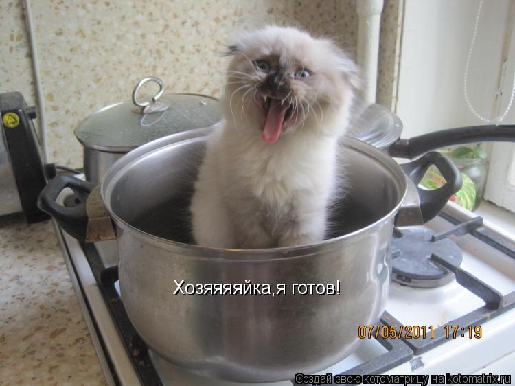 Котоматрица: Хозяяяяйка,я готов!