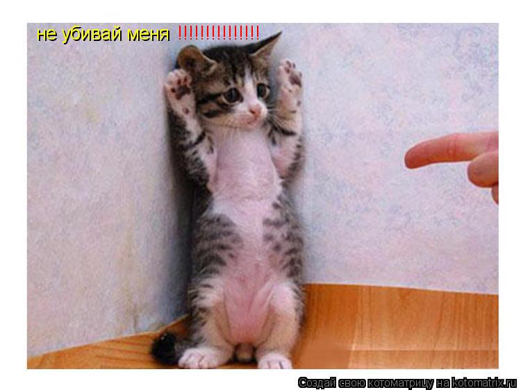 не убивай меня !!!!!!!!!!!!!!!... Котоматрица: не убивай меня !!!!!!!!!!!!!!!