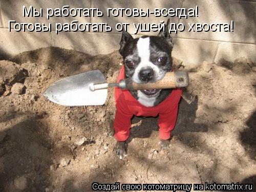 Котоматрица: Мы работать готовы-всегда! Готовы работать от ушей до хвоста!