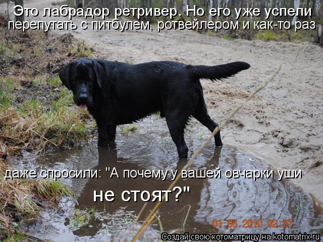 Котоматрица: Это лабрадор ретривер. Но его уже успели  перепутать с питбулем, ротвейлером и как-то раз даже спросили: "А почему у вашей овчарки уши  не сто