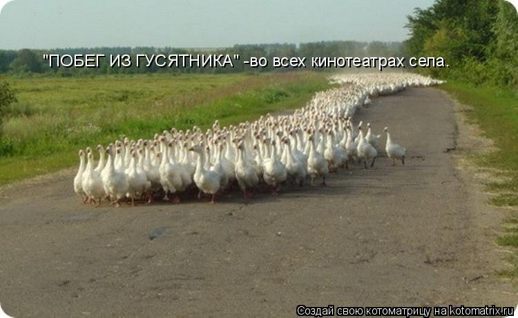 Котоматрица: "ПОБЕГ ИЗ ГУСЯТНИКА" -во всех кинотеатрах села.