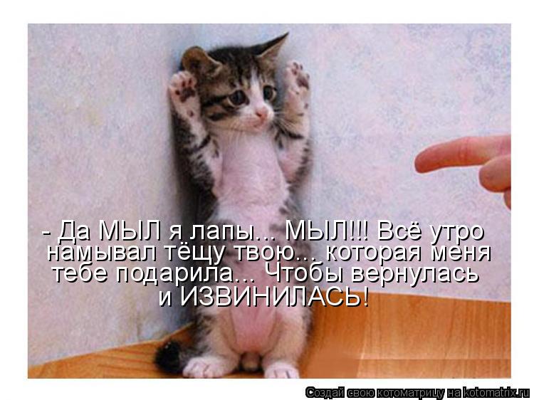 Котоматрица: - Да МЫЛ я лапы... МЫЛ!!! Всё утро намывал тёщу твою... которая меня тебе подарила... Чтобы вернулась и ИЗВИНИЛАСЬ!