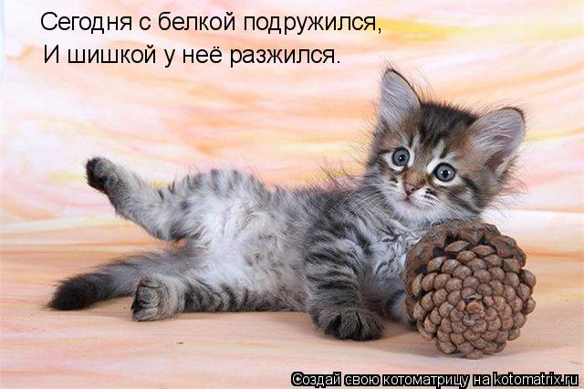 Сегодня с белкой подружился, И шишкой у неё разжился.... Котоматрица: Сегодня с белкой подружился, И шишкой у неё разжился.