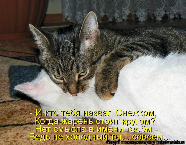 Котоматрица: - И кто тебя назвал Снежком, Когда жарень стоит кругом? Нет смысла в имени твоём -  Ведь не холодный ты... совсем...
