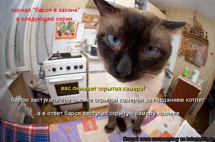 барсю застукали при сьемке скрытой камерой за поеданием котлет ..а в ответ барся застукал скрытую кам... Котоматрица: барсю застукали при сьемке скрытой камерой за поеданием котлет ..а в ответ барся застукал скрытую камеру хозяеев вас снимает скрытая камер