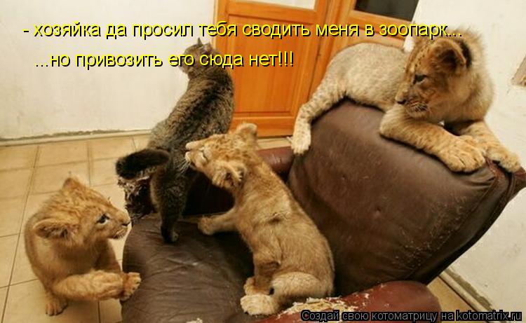 - хозяйка да просил тебя сводить меня в зоопарк... ...но привозить его сюда нет!!!... Котоматрица: - хозяйка да просил тебя сводить меня в зоопарк... ...но привозить его сюда нет!!!