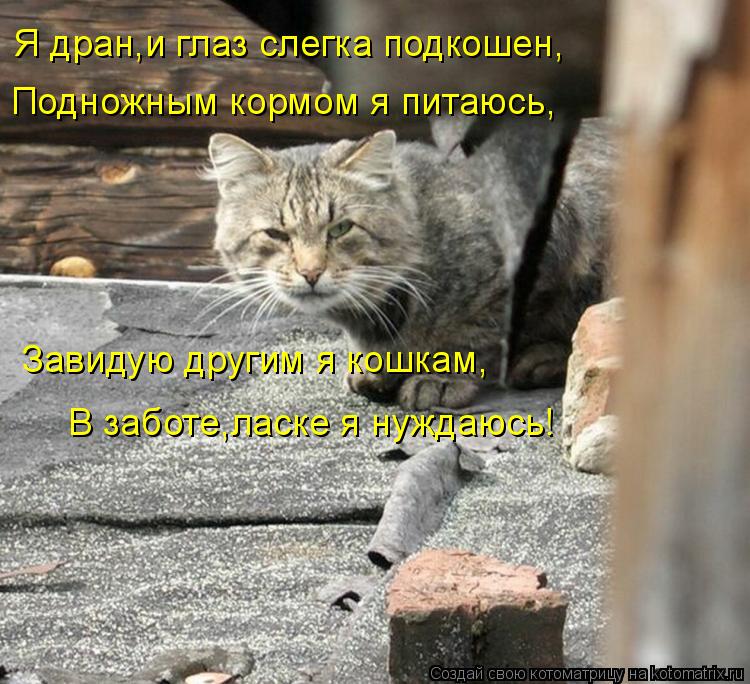 Я дран,и глаз слегка подкошен, Подножным кормом я питаюсь, Завидую другим я кошкам, В заботе,ласке я ... Котоматрица: Я дран,и глаз слегка подкошен, Подножным кормом я питаюсь, Завидую другим я кошкам, В заботе,ласке я нуждаюсь!