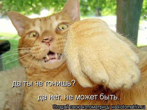 да ты че гонишь? да нет, не может быть..... Котоматрица: да ты че гонишь? да нет, не может быть..