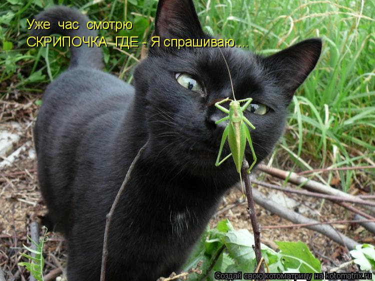 Уже час смотрю СКРИПОЧКА ГДЕ - Я спрашиваю....... Котоматрица: Уже час смотрю СКРИПОЧКА ГДЕ - Я спрашиваю....