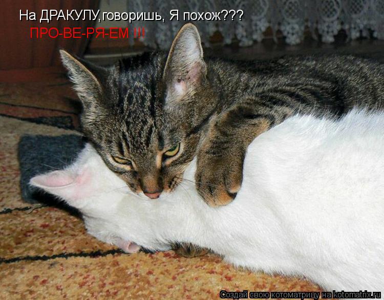 На ДРАКУЛУ,говоришь, Я похож??? ПРО-ВЕ-РЯ-ЕМ !!!... Котоматрица: На ДРАКУЛУ,говоришь, Я похож??? ПРО-ВЕ-РЯ-ЕМ !!!