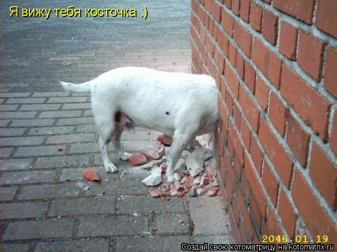 Я вижу тебя косточка :)... Котоматрица: Я вижу тебя косточка :)