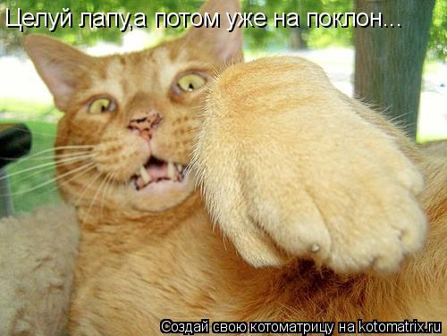 Целуй лапу,а потом уже на поклон...... Котоматрица: Целуй лапу,а потом уже на поклон...