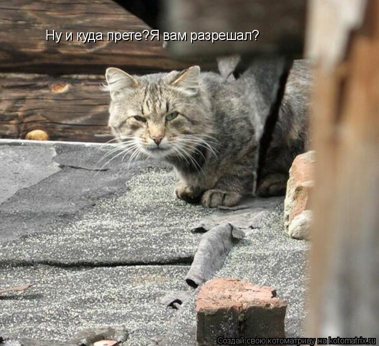 Ну и куда прете?Я вам разрешал?... Котоматрица: Ну и куда прете?Я вам разрешал?