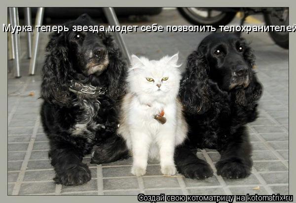 Мурка теперь звезда,модет себе позволить телохранителей... Котоматрица: Мурка теперь звезда,модет себе позволить телохранителей