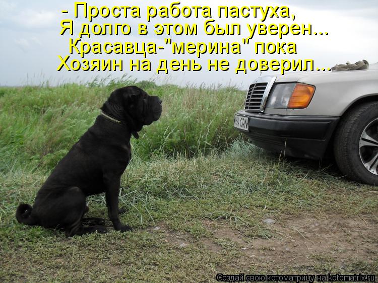 - Проста работа пастуха, Я долго в этом был уверен... Красавца-"мерина" пока Хозяин на день не довери... Котоматрица: - Проста работа пастуха, Я долго в этом был уверен... Красавца-"мерина" пока Хозяин на день не доверил...