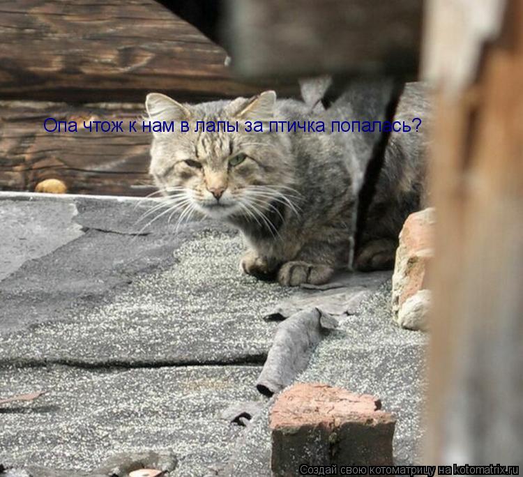 Опа чтож к нам в лапы за птичка попалась?... Котоматрица: Опа чтож к нам в лапы за птичка попалась?