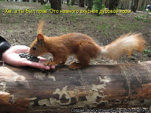 - Хм, а ты был прав. Это намного вкуснее дубовой коры.... Котоматрица: - Хм, а ты был прав. Это намного вкуснее дубовой коры.