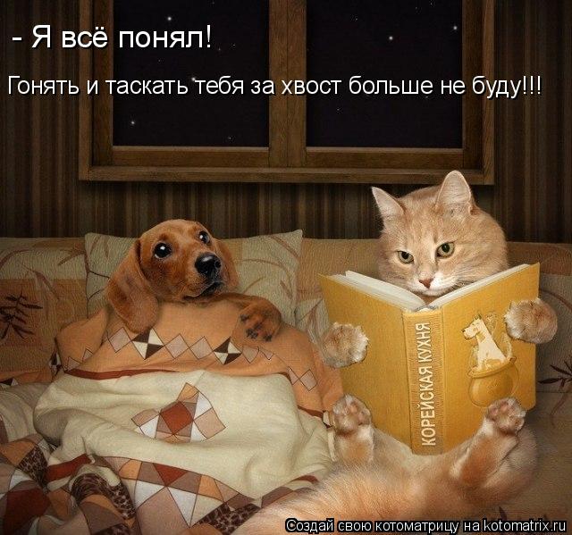 Гонять и таскать тебя за хвост больше не буду!!! - Я всё понял!... Котоматрица: Гонять и таскать тебя за хвост больше не буду!!! - Я всё понял!