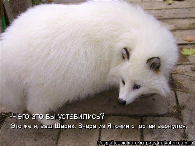-Чего это вы уставились? Это же я, ваш Шарик. Вчера из Японии с гостей вернулся.... Котоматрица: -Чего это вы уставились? Это же я, ваш Шарик. Вчера из Японии с гостей вернулся.