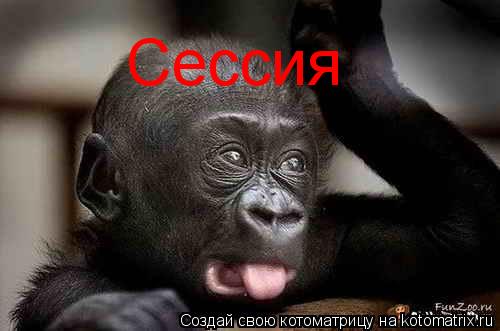 Сессия... Котоматрица: Сессия