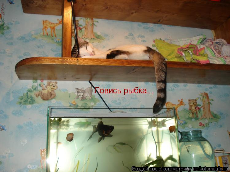 Ловись рыбка...... Котоматрица: Ловись рыбка...