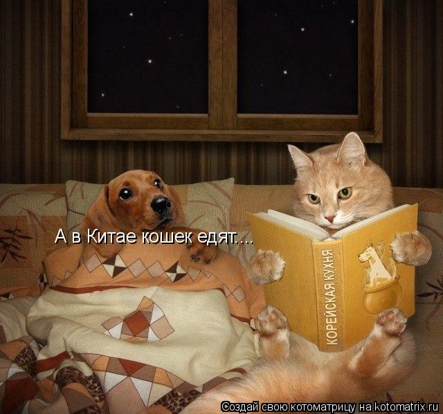 А в Китае кошек едят....... Котоматрица: А в Китае кошек едят....